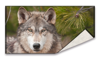 Digital printed cotton towel